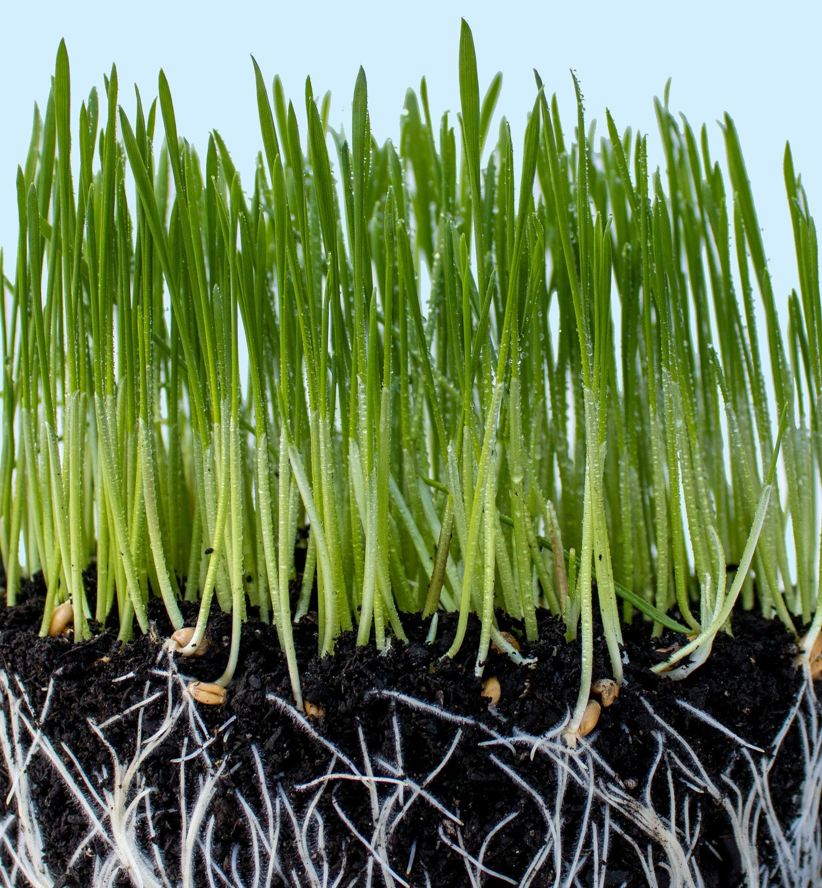 Fertilizer Minerals